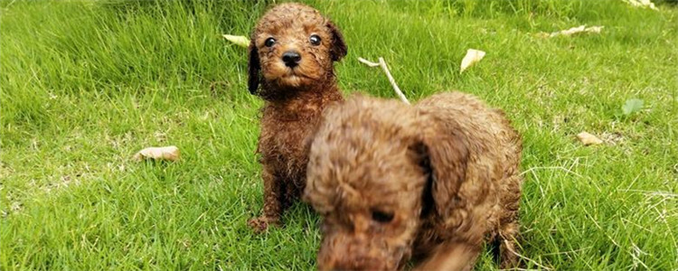 泰迪公的好还是母的好 劝你最好还是养母泰迪吧