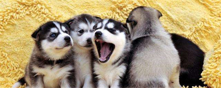 如何饲养哈士奇 饲养哈士奇要注意什么