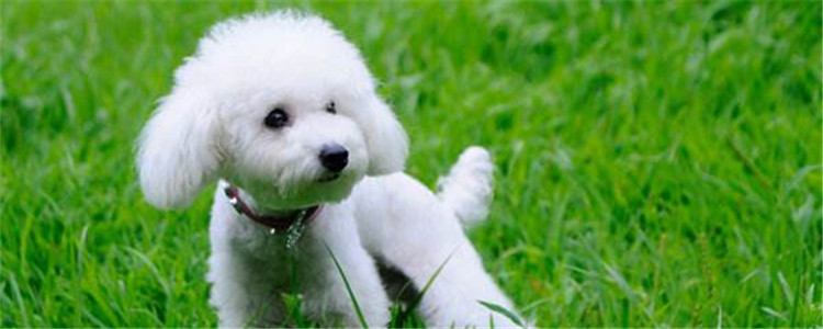 什么狗掉毛少 对狗毛过敏的人可以考虑这三种狗