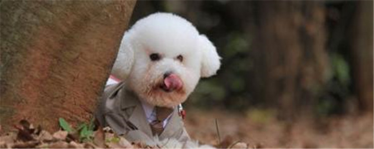 掉毛少的狗有哪些 第一种狗狗你听说过吗