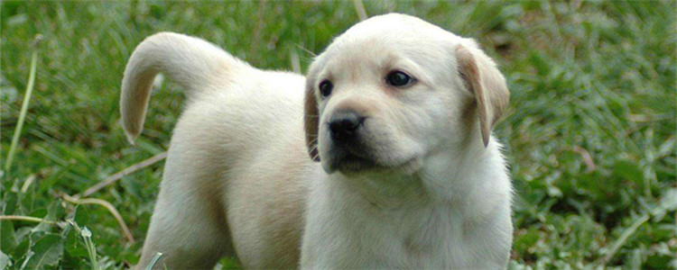 拉布拉多有什么缺点 拉布拉多也有一定的缺点