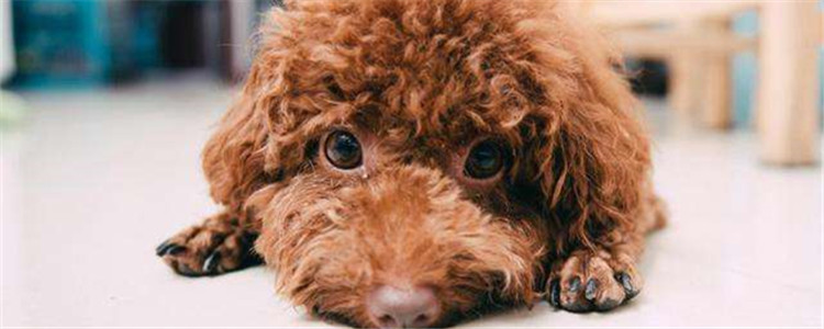 泰迪容易得什么病 泰迪春季容易患的四种病