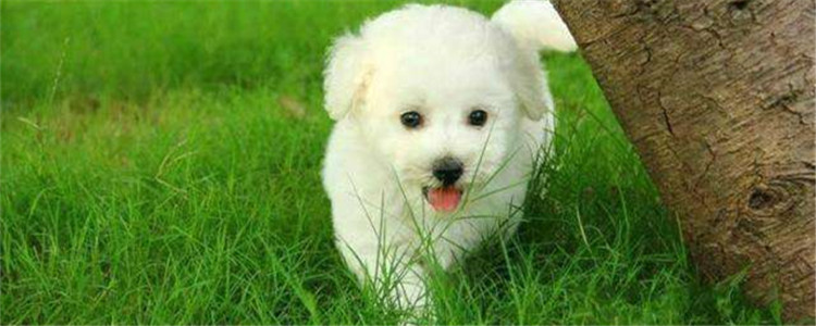 比熊公的好还是母的好 公比熊和母比熊有什么区别