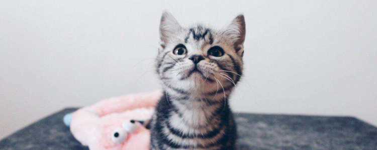 美短食量减少怎么办 美短食量减小就想办法增加呗!