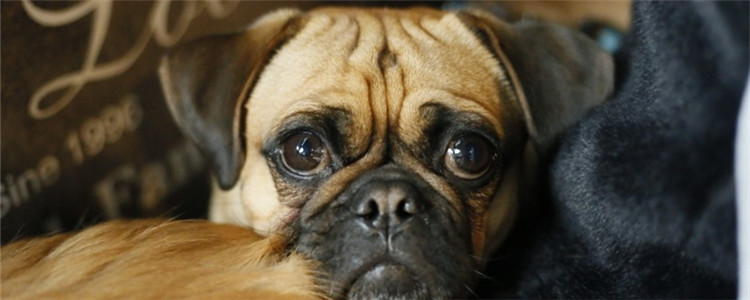 狗狗能吃巧克力吗为什么 千万不要随便给狗狗吃巧克力