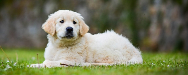 狗狗能吃蓝莓几颗 狗狗吃蓝莓有什么好处