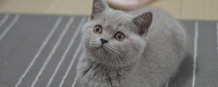 蓝猫为啥生出丁香色 丁香色的蓝猫还非常值钱呢!