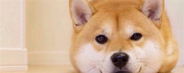 如何饲养柴犬 饲养柴犬要注意些什么