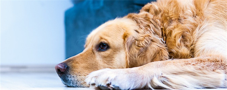 金毛和拉布拉多哪个好 喜欢安静的人建议饲养金毛