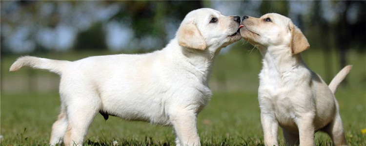 拉布拉多攻击性强吗 拉布拉多有什么优点