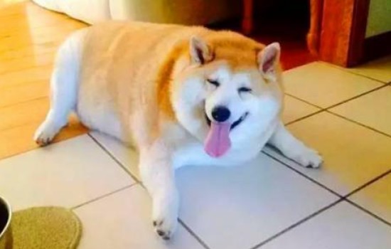 胖狗.jpg