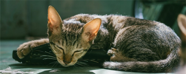 猫为什么会得关节炎 猫咪得关节炎如何治疗