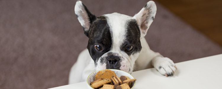 如何让狗狗听指令吃饭 狗狗用餐礼仪要这样教！