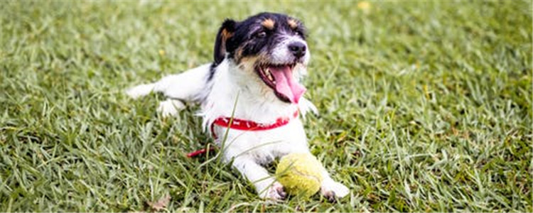 狗狗驱完虫还有跳蚤 是驱虫方式不对还是咋地