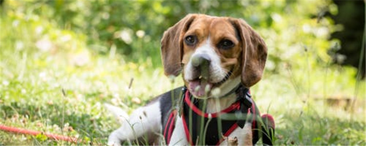 狗狗中暑会死吗 狗狗中暑的症状都有哪些