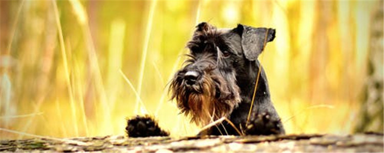 清洗狗狗注意什么 其实狗狗并不是越干净就越好