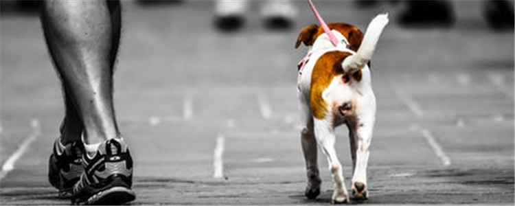 错误的遛狗方式 遛狗不仅仅是带狗狗散步