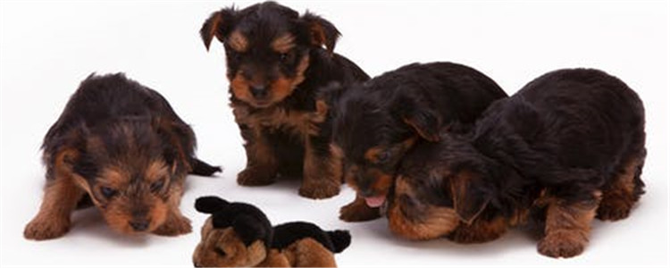 如何正确养狗 正确养狗狗的方式你做到了吗