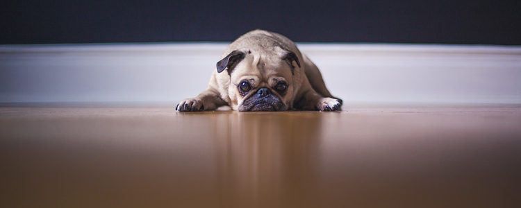 巴哥犬的缺点 别被它蠢萌的外表欺骗了