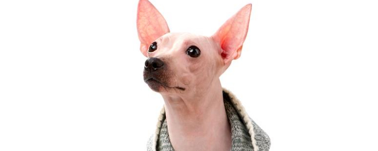 网上买狗粮的注意事项 要注意这三点哦！