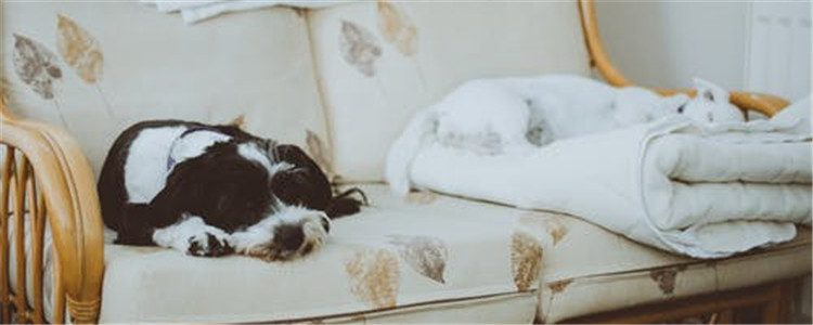 狗能吃剩饭剩菜吗 狗吃剩饭剩菜有什么危害