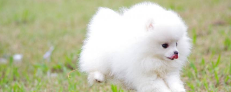 博美幼犬不停尿怎么样 博美尿频可得注意了！