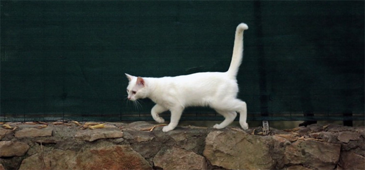 三种猫砂的优缺点 猫砂的重要性堪比猫粮