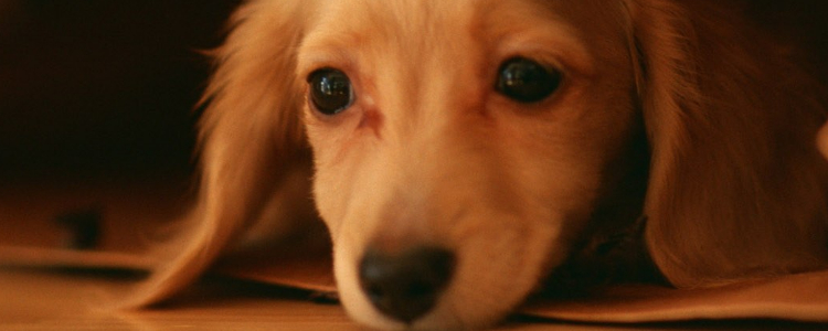 狗狗扑人该怎么训 如何纠正狗狗扑人的毛病