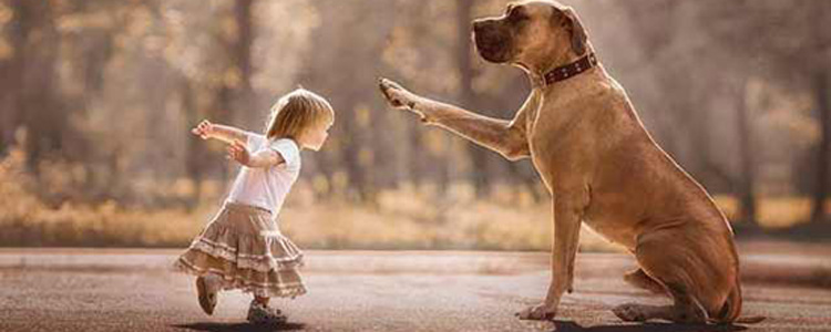 狗狗过度依赖主人的原因 如何纠正狗狗太黏人