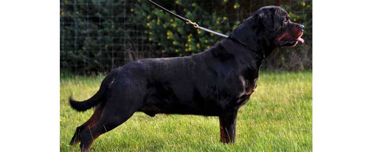 训练罗威纳犬的技巧 烈性犬如何轻松驯服