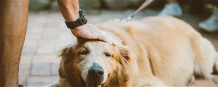 狗睡觉位置和主人关系 你在狗狗心中是什么位置呢