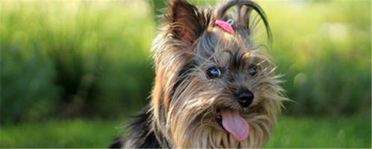 怎么防止狗狗咬家具 如何解决狗狗啃咬家具的问题