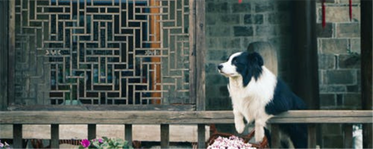 如何防止狗吃粑粑 要多多留意狗狗的一举一动