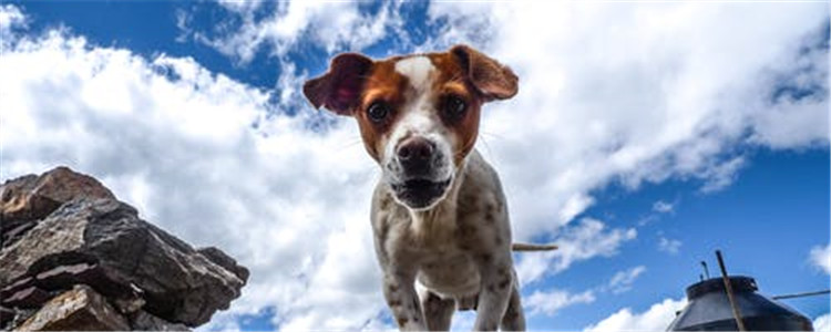 什么影响狗狗寿命 影响狗狗寿命的因素有哪些