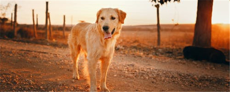 怎样增加狗狗寿命 狗狗也需要定期体检