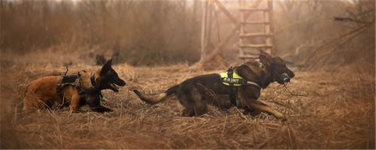 纠正狗狗咬人的方法 狗狗咬人行为纠正训练