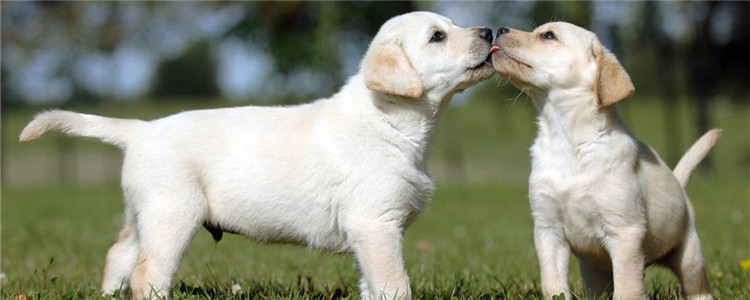 拉布拉多容易生什么病 拉布拉多生病和身体构造有关吗