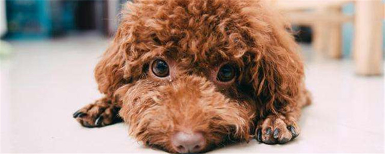 给泰迪洗澡要注意什么 洗澡前梳毛好还是洗澡后梳毛好