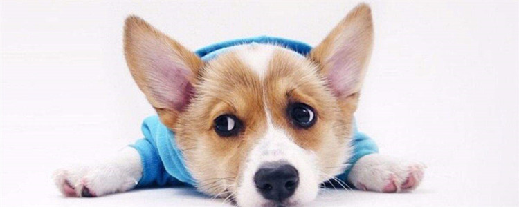 什么狗不好养 你家的狗狗是其中之一吗