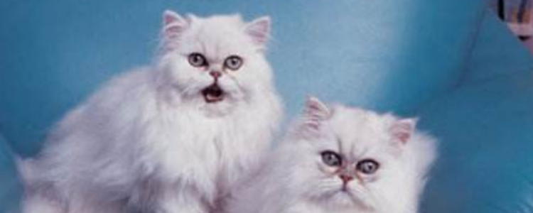 长毛猫毛越来越短 长毛猫竟然能被你养的成短毛猫了!