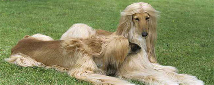 这三种狗不好饲养 饲养它们主人得费心又费神