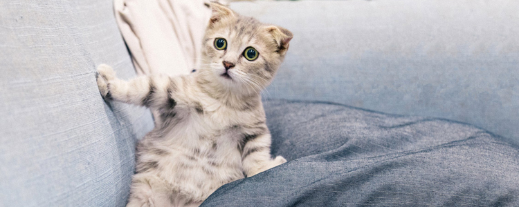 不给猫咪打疫苗可以吗 不是不出门就不会得病！