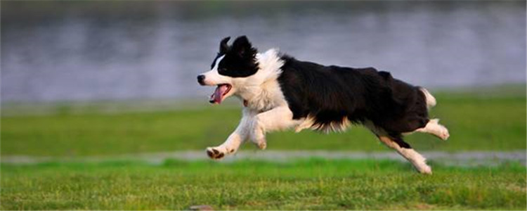 中型犬养什么好 第一种狗狗表里不一适合饲养