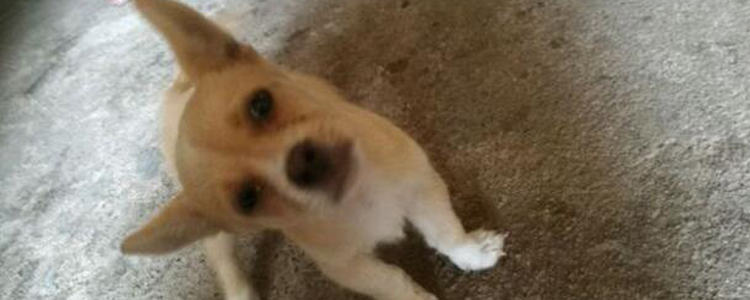 狗打疫苗前可以洗澡吗 接种狂犬疫苗能洗澡吗