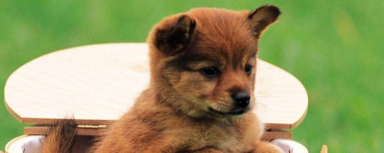 比特犬的饲养方法 比特犬肠胃护理指南