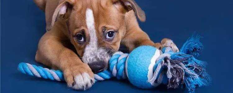 狗咬球编法 自制狗咬球教程