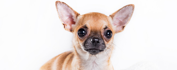 狗粮应该怎么选 犬粮的选购和比较