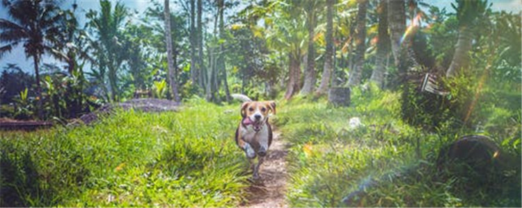 狗狗有味道是什么原因 如何去除难闻的狗味