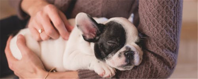 纯种犬好还是杂交犬好 纯种的狗不一定比杂交狗好