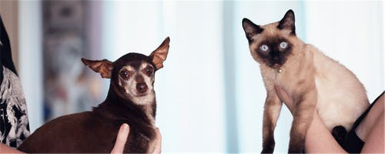 如何训练狗狗去厕所 训练狗狗千万不能打骂